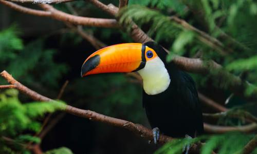 Interação com a Fauna Amazônica